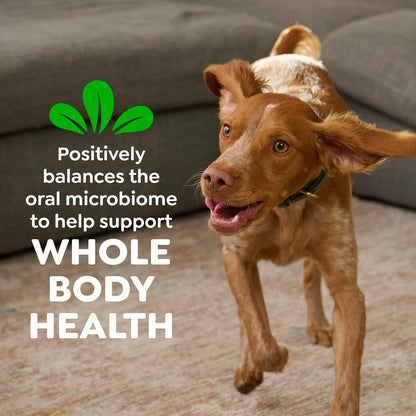 Greenies Original Petite Natural Dog Dental Care Chews Oral Health Dog Treats, 36 Ounce Pack (60 Treats)